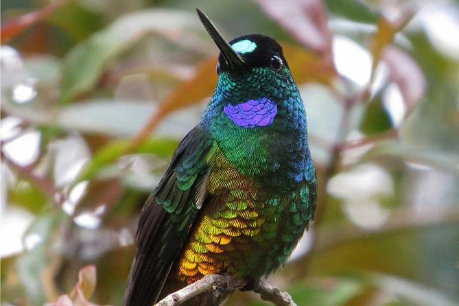 Birdwatching National Aviary Cartagena de Indias - Who should book this birdwatching tour, and who might not love it