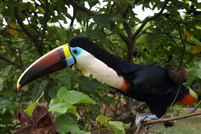 Birdwatching National Aviary Cartagena de Indias - Quick decision guide: should you book?