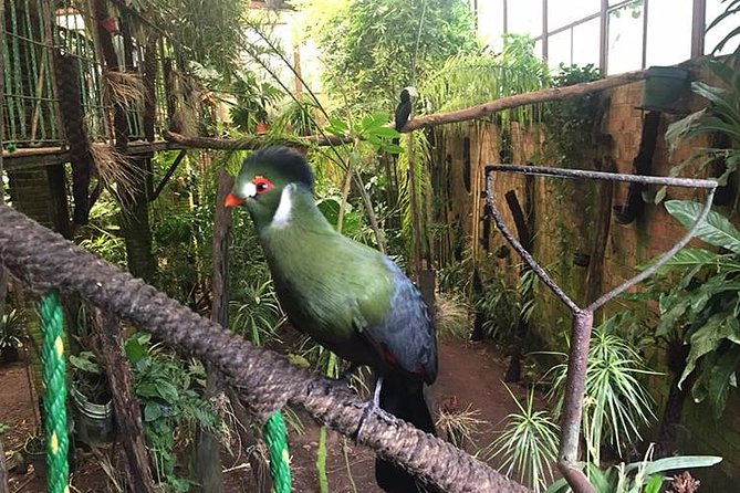 Birdwatching National Aviary Cartagena de Indias - The 2-hour birdwatching focus at Aviario Nacional de Colombia