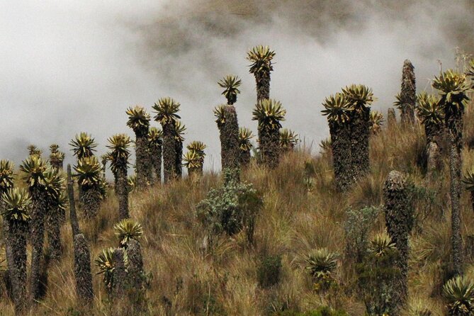 Birdwatching, Nature & photography in Sumapaz National Park - Parque Nacional Natural Sumapaz: páramo lagoons, frailejones, and the bird targets