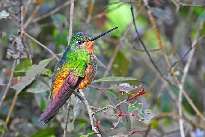 Birdwatching Private Tour at Chicaque Natural Park with Lunch - How the timing works: early pickup, transfer to Chicaque, then first forest steps
