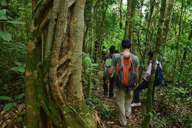 Birdwatching Private Tour at Chicaque Natural Park with Lunch - Who should book this Chicaque birdwatching tour, and who might not