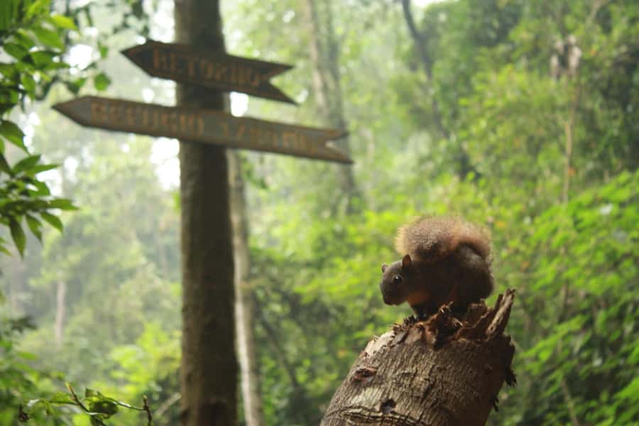 Bogota: Explore the forest and bird watching at Chicaque Natural Park - Key things I’d plan around