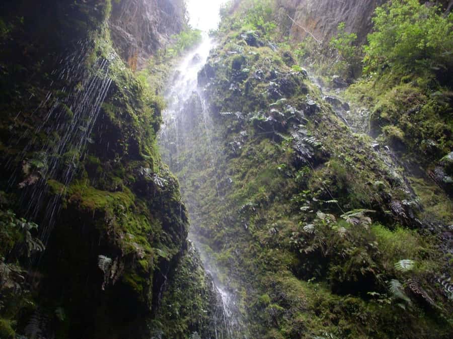 Bogota: Explore the forest and bird watching at Chicaque Natural Park - Private transportation and a guide you can talk to