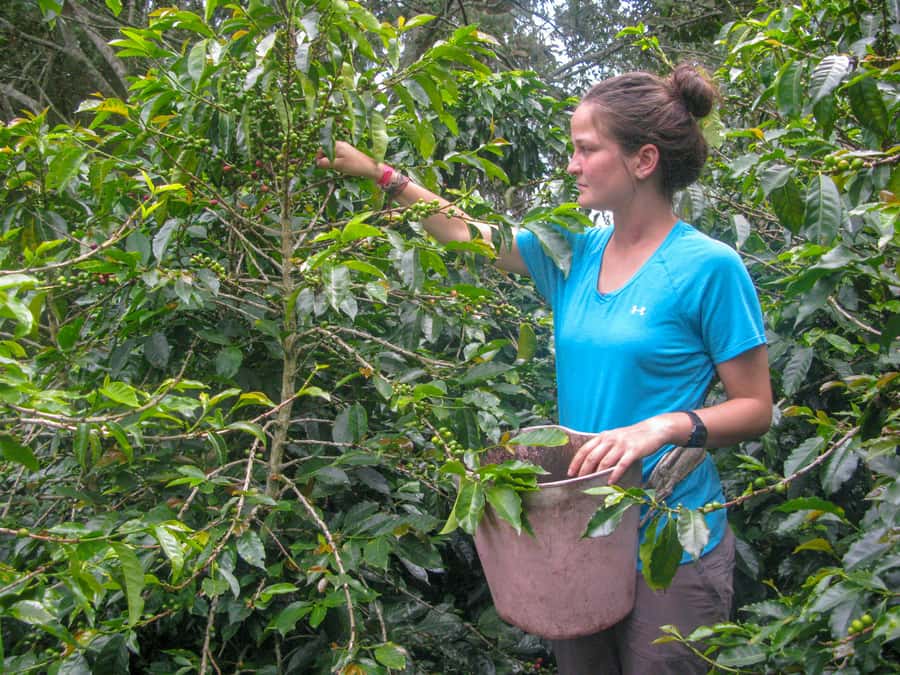 Bogotá: Guided Coffee Tour with Lunch, and Pickup & Drop-Off - Hacienda Coloma setup: gardens, native plants, and where coffee learning starts