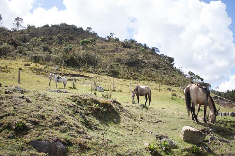 Bogota: Horseback Riding Tour - Key Highlights Worth Your Time