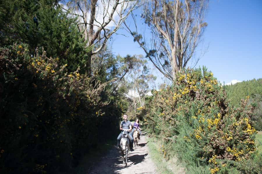Bogota: Horseback Riding Tour - Riding at 3,200 Meters: What the Andean Highlands Do to Your Body