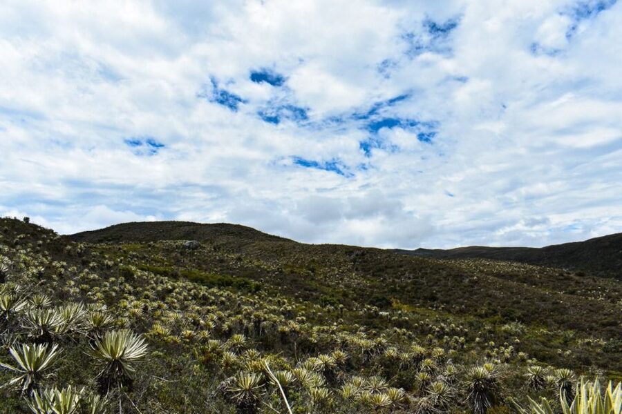 Bogotá: Sumapaz National Park Hike Tour - Mud, Mist, and Páramo Details: What You See on the Trail