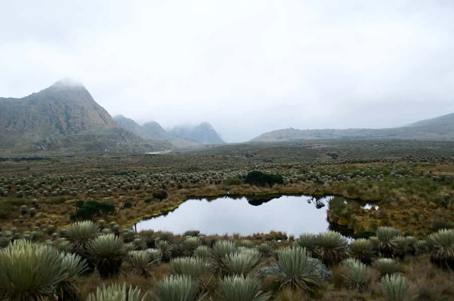 Bogotá: Sumapaz National Park Hike Tour - Heading to 3,500 to 4,000 MSLA: The Altitude Reality Check
