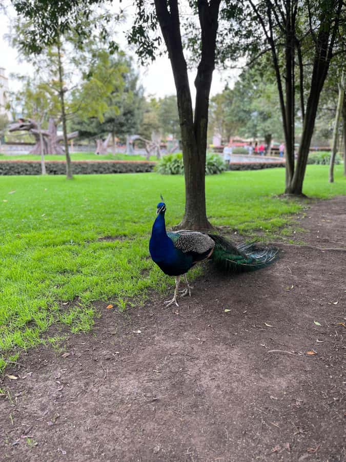 BOGOTA: Tour of Jaime Duque Park, Zoo, and Aerospace Museum - Price and value: what $117 buys you for a Bogotá-area half day