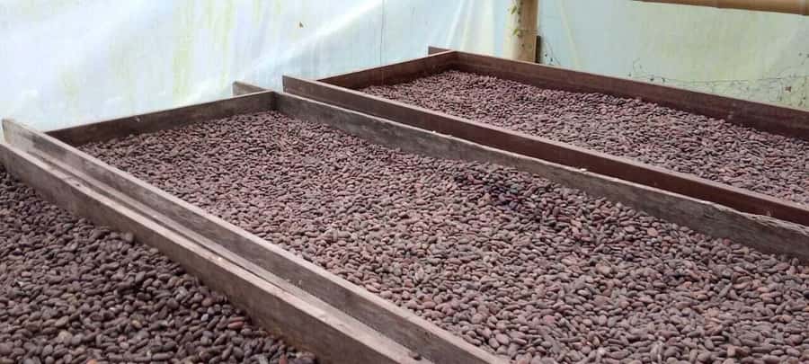 Cacao and Coffee Tour - Minca’s Cacao and Coffee Trip, Without the Theater