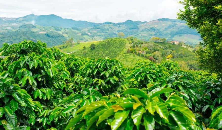 Cacao and Coffee Tour - The 39-Minute Walk, Birds, and the Santa Marta View