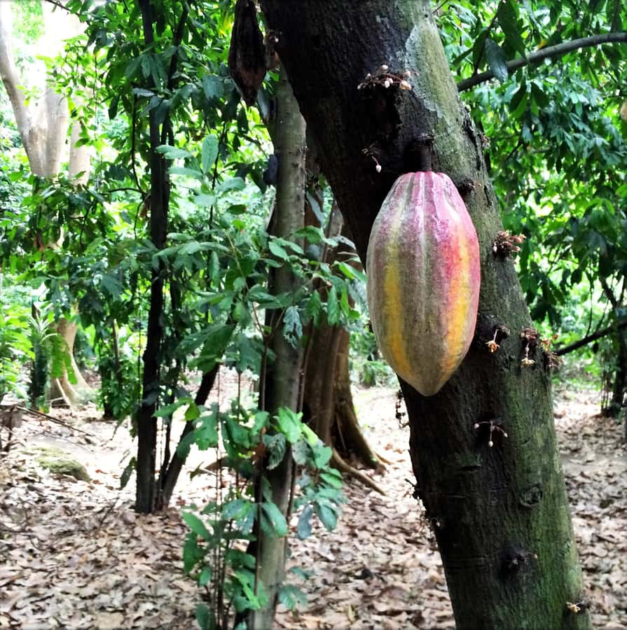 Cacao Experience Tour - Key highlights at a glance