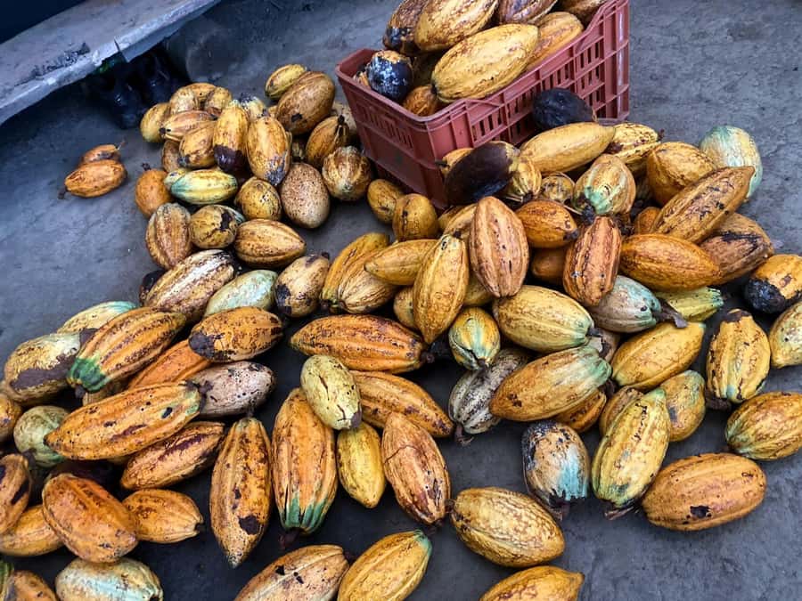 Cacao Experience Tour - Bird songs, nests, and fruit tasting on the way