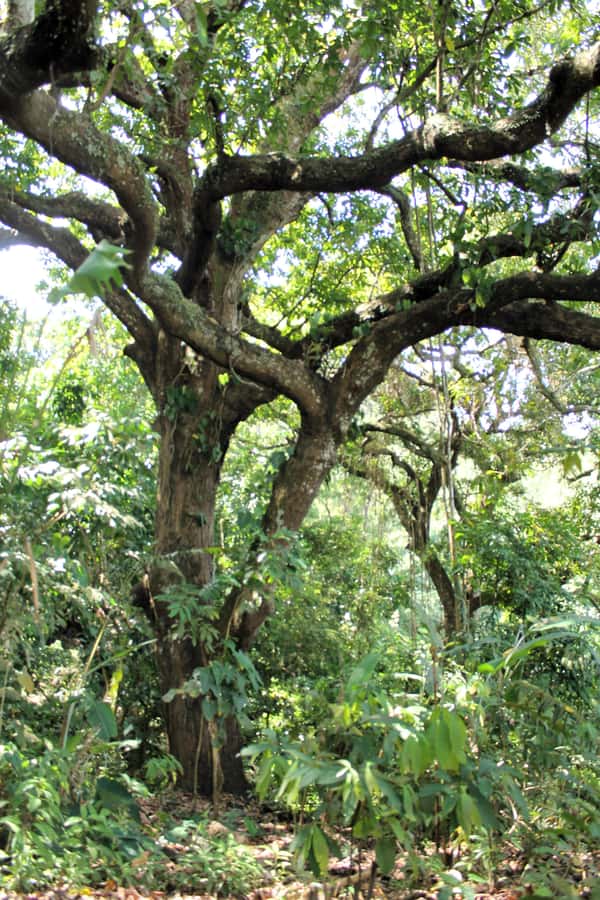 Cacao Experience Tour - Why Tayrona territory changes the cacao story