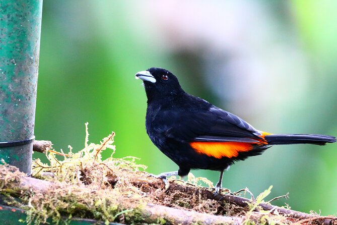 Cali: Bird Watching | Birding in the cloud forest at kilometer 18 - Key things I’d circle before you book