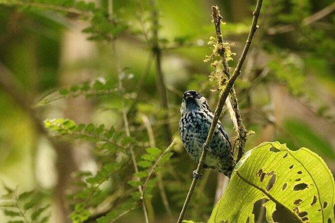 Cali: Bird Watching | Birding in the cloud forest at kilometer 18 - Why km 18 cloud forest birding near Cali feels different at dawn