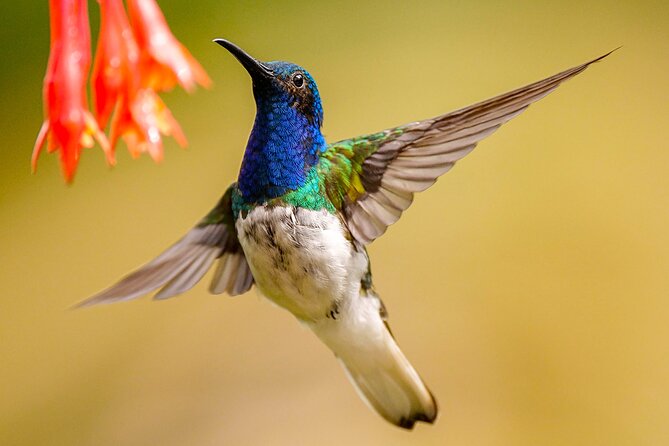 Cali: Bird Watching | Birding in the cloud forest at kilometer 18 - Entering Bosque de Niebla San Antonio: breakfast first, not last