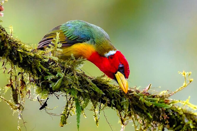 Cali: Bird Watching | Birding in the cloud forest at kilometer 18 - The guide effect: explanations that make birds stick in your head