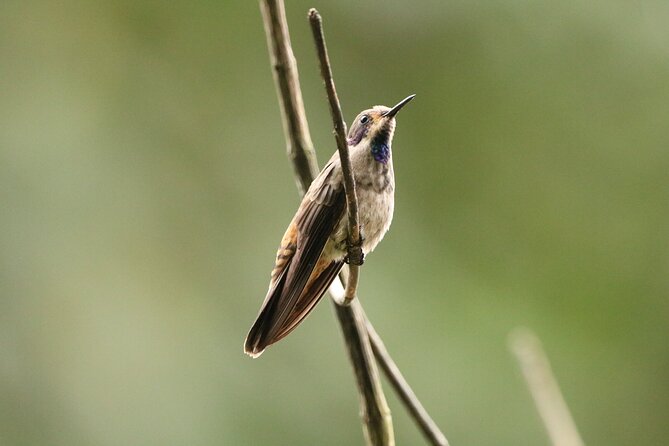 Cali: Bird Watching | Birding in the cloud forest at kilometer 18 - Getting there from your hotel: early start, small group, real pickup