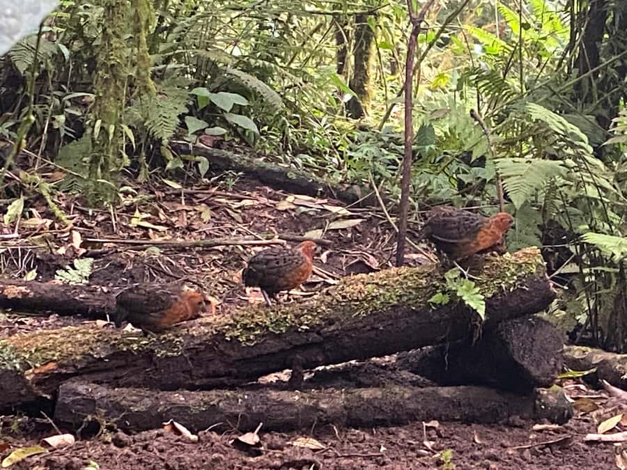 Cali: Bird Watching in The San Antonio Fog Forest - San Antonio Fog Forest Birding Near Cali: Why This Cloud Forest Matters