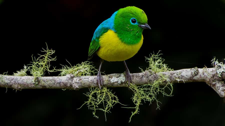 Cali: Bird Watching in The San Antonio Fog Forest - Getting From Hotel Intercontinental Cali to the Forest in a 6-Hour Day