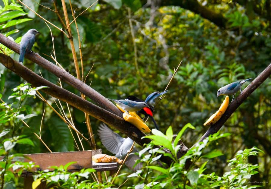 Cali: Bird Watching in The San Antonio Fog Forest - The Hummingbird Focus: How to Actually See Them in Misty Conditions