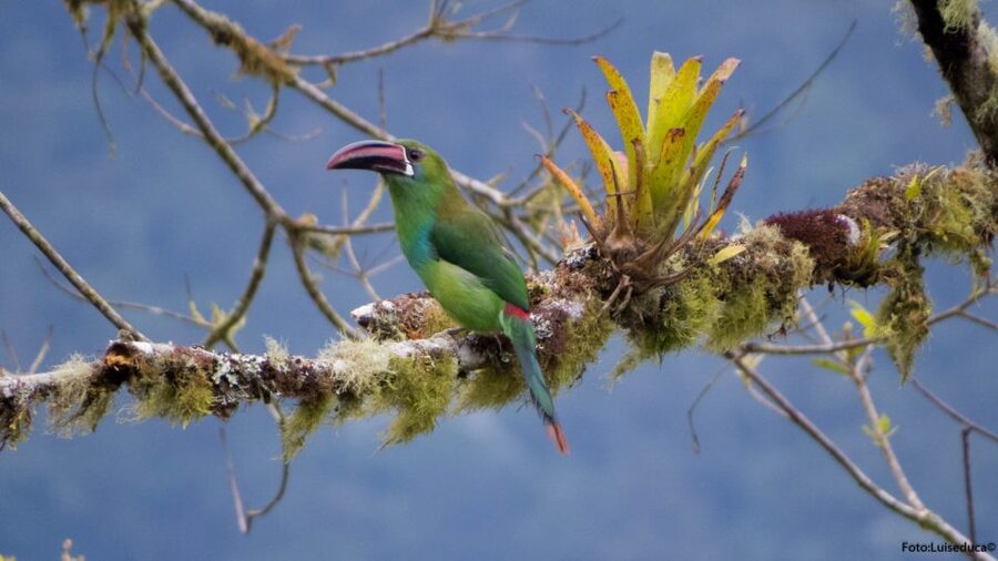 Cali: Bird Watching in The San Antonio Fog Forest - What to Wear and Bring When the Fog Rolls In