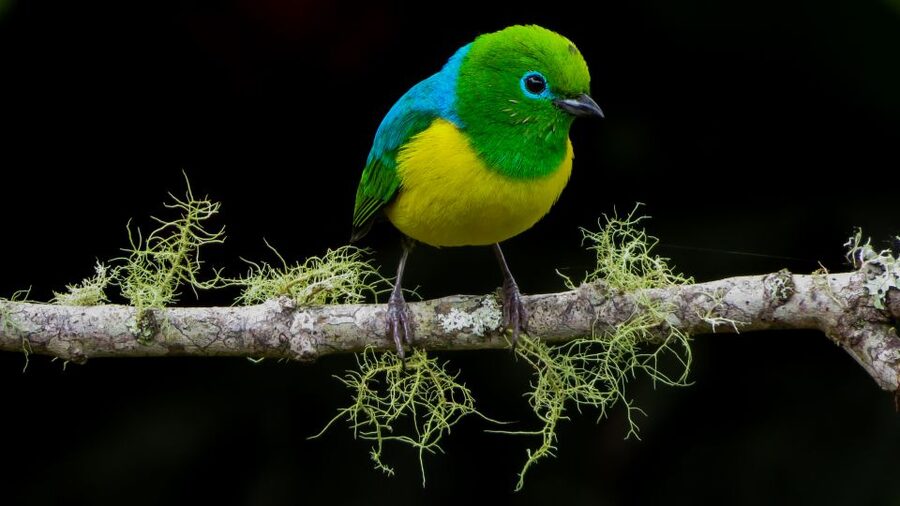 Cali: Bird Watching in The San Antonio Fog Forest - Should You Book the San Antonio Fog Forest Birding Tour?