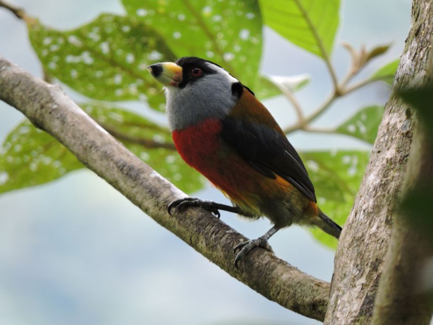 Cali: Bird Watching in The San Antonio Fog Forest - FAQ