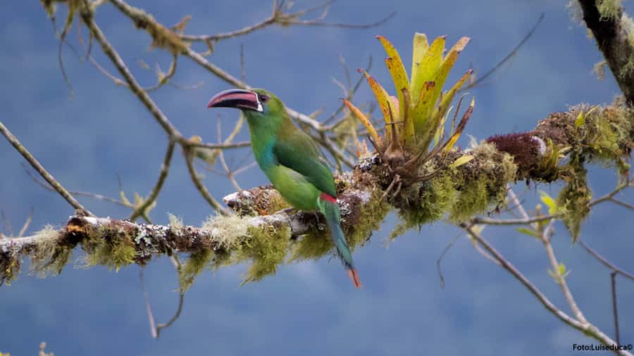 Cali: Bird Watching in The San Antonio Fog Forest - Inside the Forest: Six Birding Spots and the Km18 Road Stop