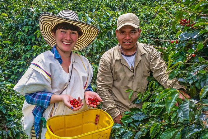 Cali: Coffee Tour - Discover the secrets of 100% Colombian coffee - Key things to know before you go
