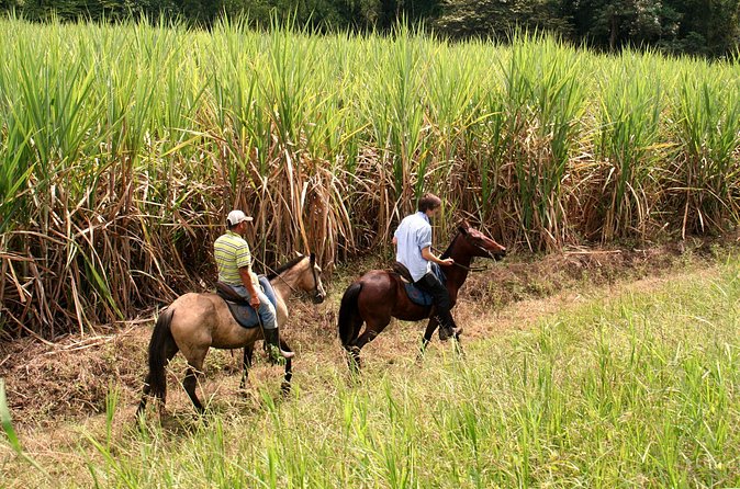 Cali: Horseback riding through beautiful landscapes and mountains - How the ride instruction works (and why it matters)