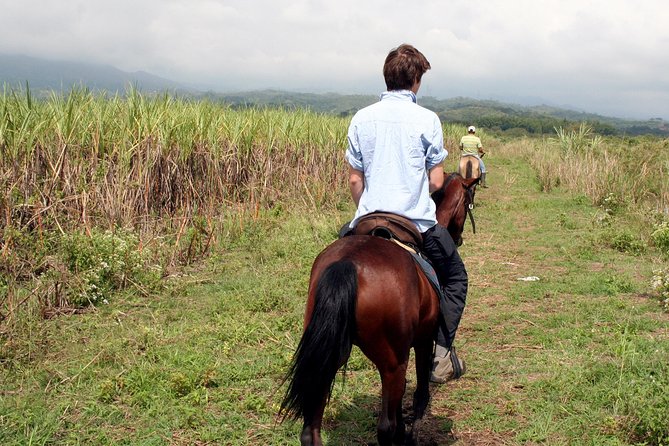 Cali: Horseback riding through beautiful landscapes and mountains - Campos de Te tea plantation stop: short break with a big view