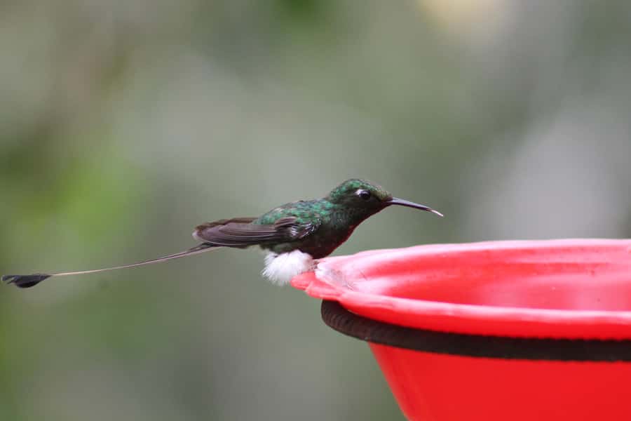 Cali: Hummingbird Watching & Photography Tour - Key highlights you will feel right away
