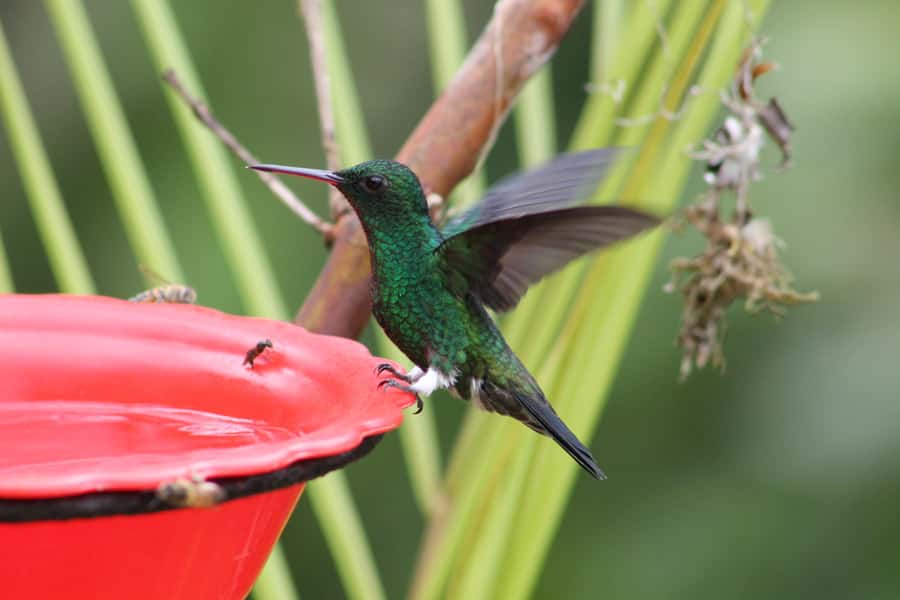 Cali: Hummingbird Watching & Photography Tour - Is this the right tour for you?