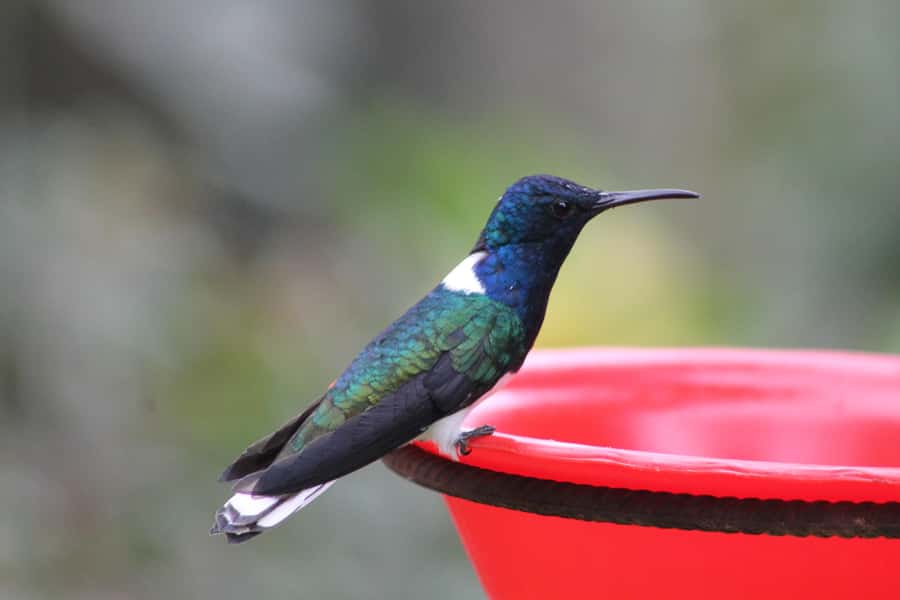 Cali: Hummingbird Watching & Photography Tour - Why Finca Alejandría turns birdwatching into a photo outing