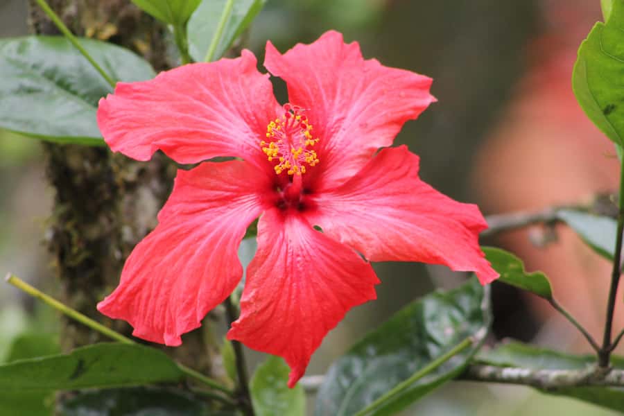 Cali: Hummingbird Watching & Photography Tour - Arriving at El Paraiso de los Colibries: where you actually see the birds