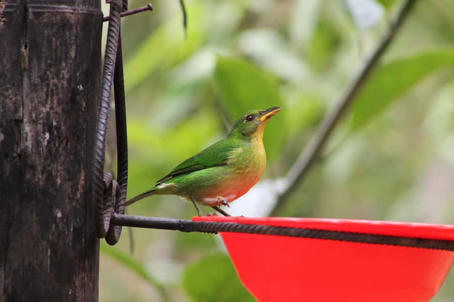 Cali: Hummingbird Watching & Photography Tour - How the walking level works, and who should choose optional hiking