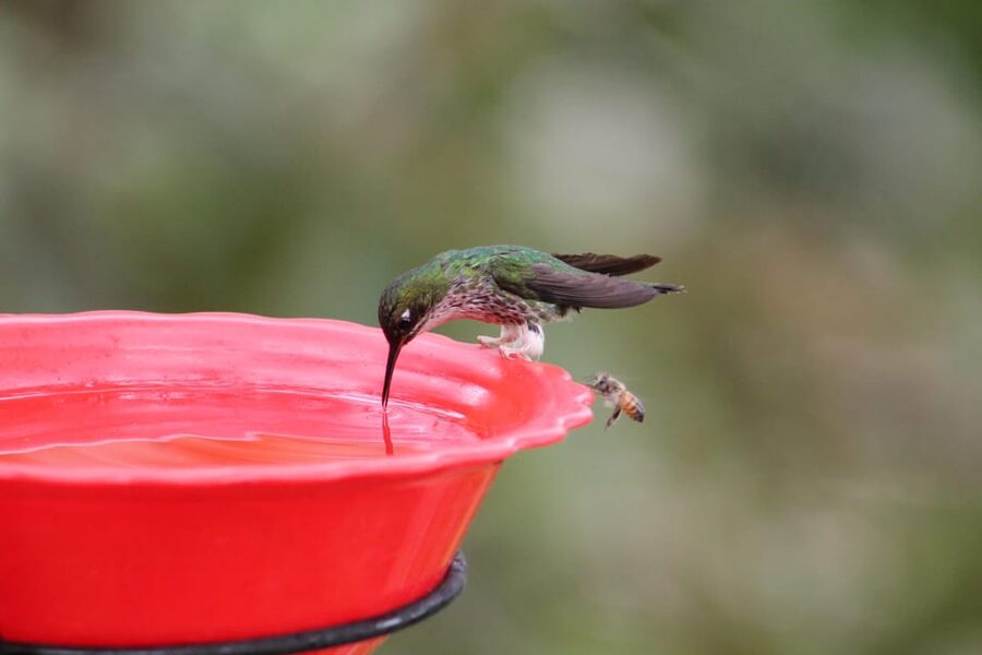 Cali: Hummingbird Watching & Photography Tour - What is included, and why the price makes sense