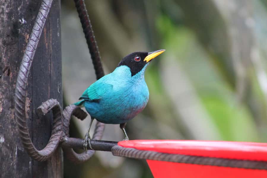 Cali: Hummingbird Watching & Photography Tour - The guide impact: why it feels easier than solo birdwatching