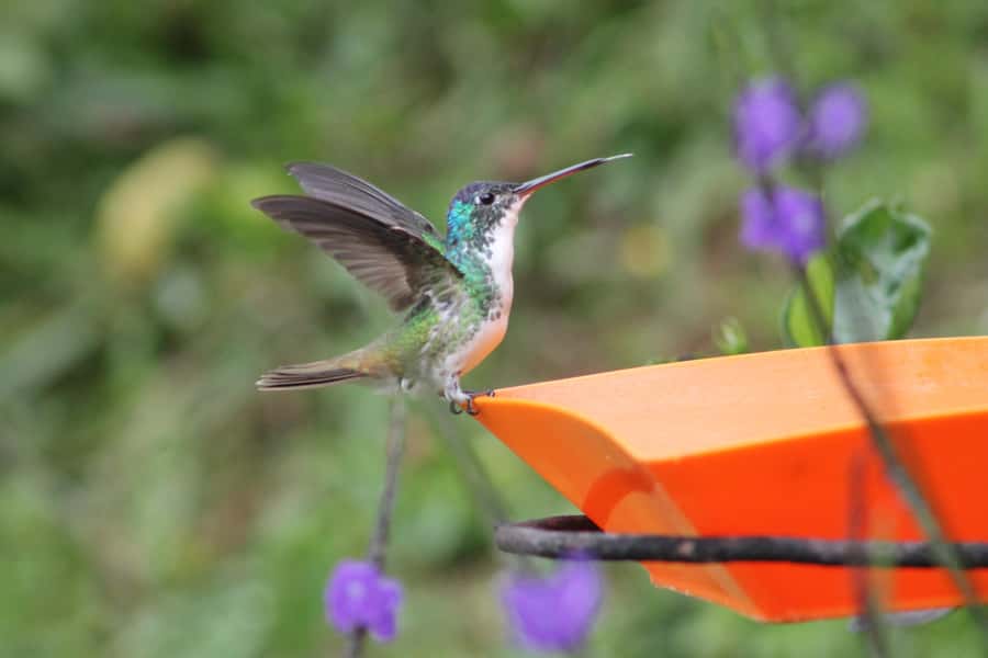 Cali: Hummingbird Watching & Photography Tour - The drive from Cali feels like part of the experience
