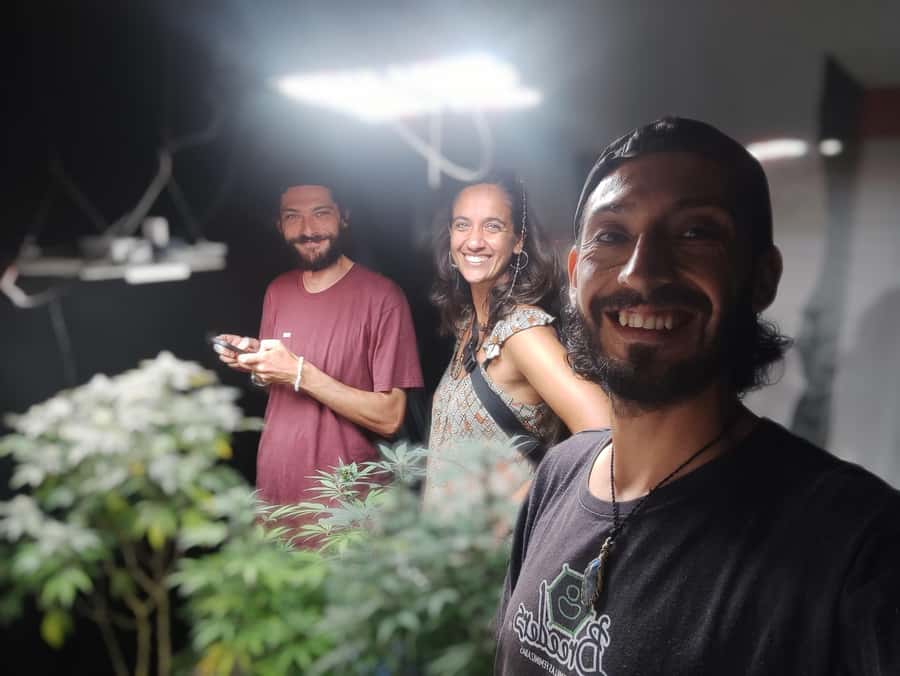 CANNABIS EXPERIENCE - Key highlights you will care about