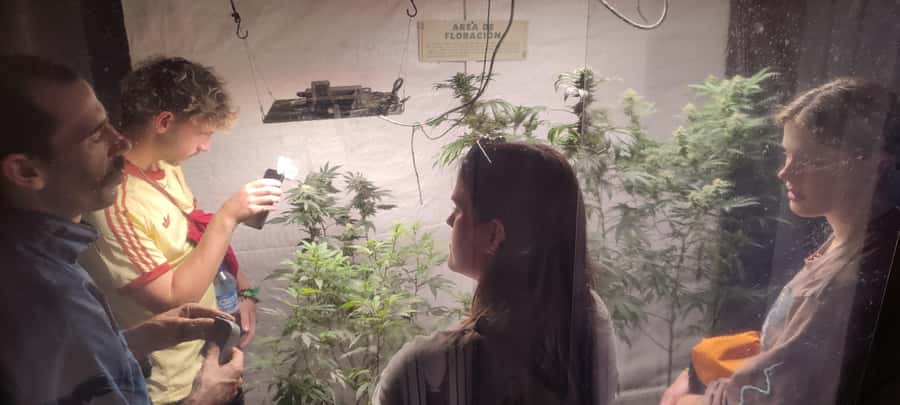 CANNABIS EXPERIENCE - Why this cannabis tour in Tolima feels different from a shop stop