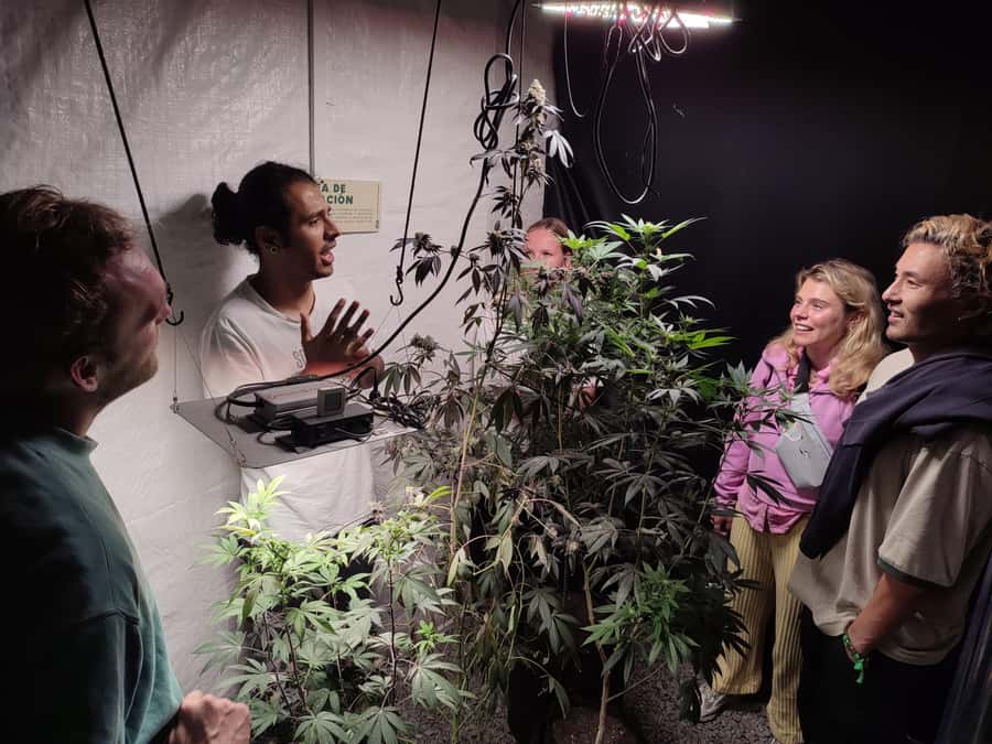 CANNABIS EXPERIENCE - A natural beverage break plus an ancestral souvenir