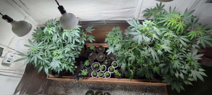 CANNABIS EXPERIENCE - The exclusive 420 terrace in Salento: culture, wellness, and connection