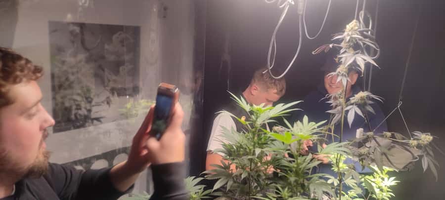 CANNABIS EXPERIENCE - Small group size, English or Spanish, and real-time Q&A
