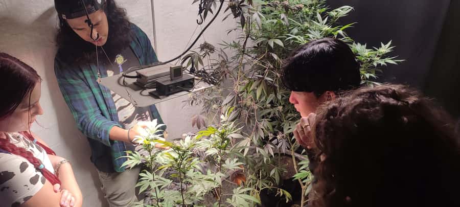 CANNABIS EXPERIENCE - Price and value: is $64 for 2 hours worth it?