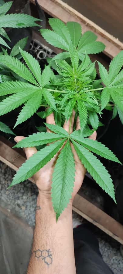 CANNABIS EXPERIENCE - Who this tour suits best, and who should skip it