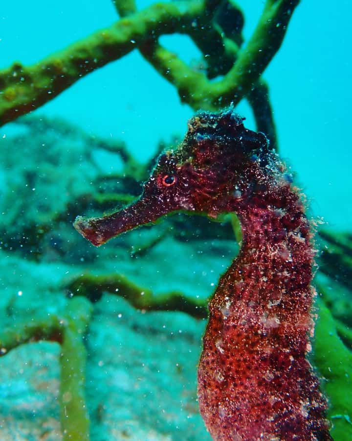 Cartagena: 2 Tanks Dive Plan For CERTIFIED DIVERS - Why the included photos and videos are a big deal